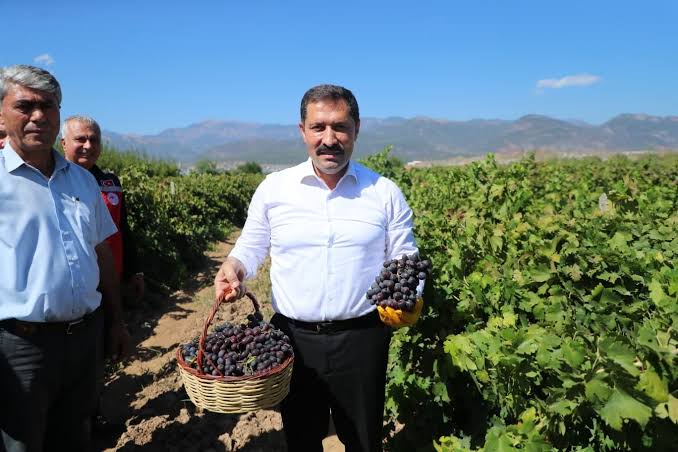 Bereketin yaşandığı üzümde bağ bozumu başladı, 85 bin ton rekolte bekleniyor

